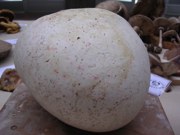 LANGERMANNIA  GIGANTEA